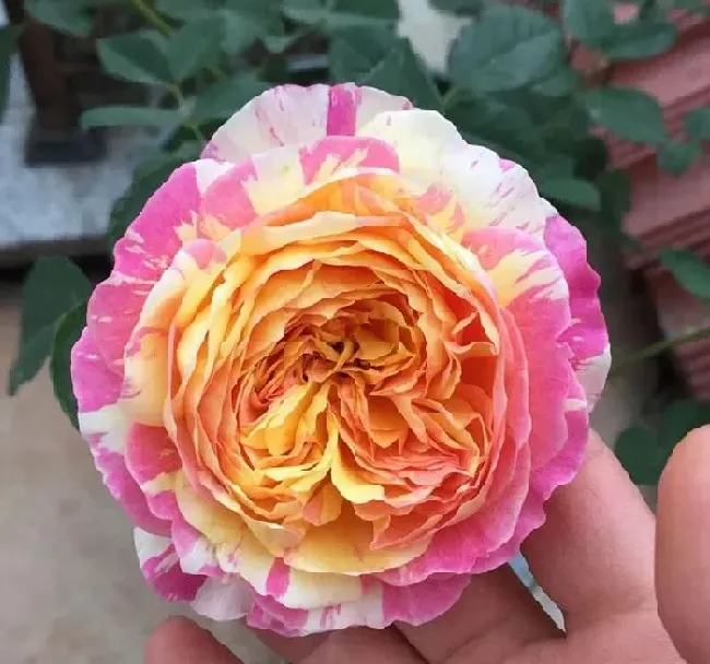 植物种类|又香又勤花又耐热月季（浓香耐晒抗病花期长好养的月季）