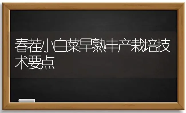 春茬小白菜早熟丰产栽培技术要点 | 蔬菜种植