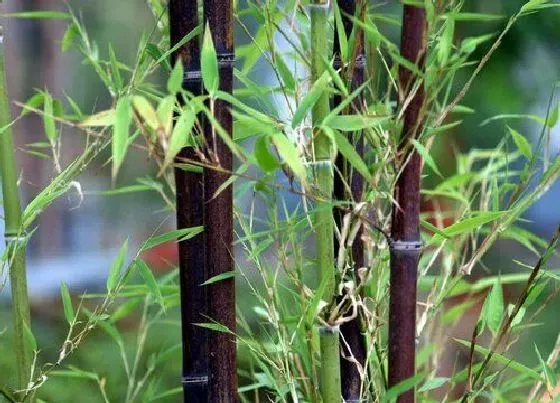 植物百科|竹子一年能长多高 每年长多少厘米