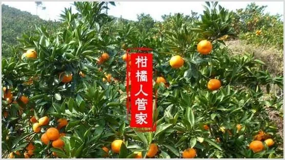 大分4号特早蜜【大芬四号柑桔】介绍及简介 | 种植技术