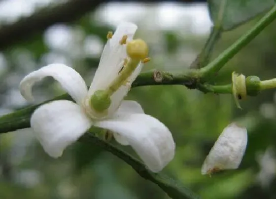 植物百科|橘子开花吗 开花什么样子