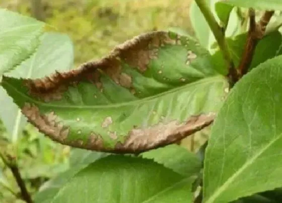 植物病害|茉莉花炭疽病的发病原因及治疗方法