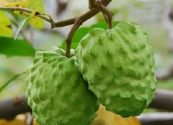 植物百科|和释迦很像的水果叫什么