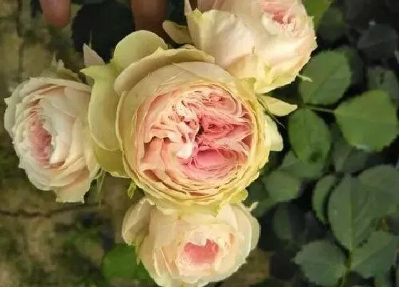 植物修剪|绒球门廊怎么修剪方法