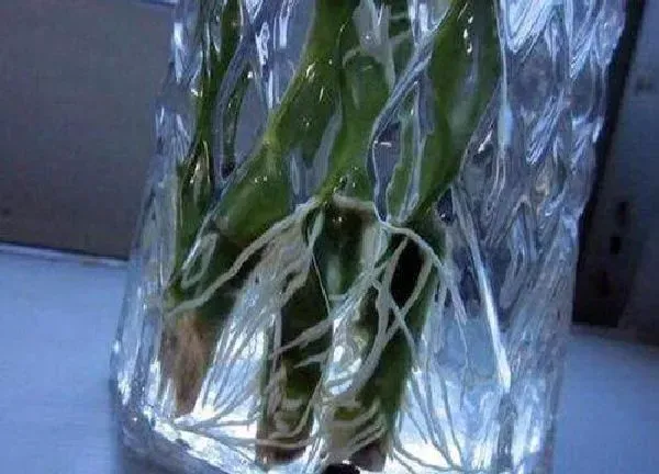 养殖方法|紫色富贵竹怎么水养
