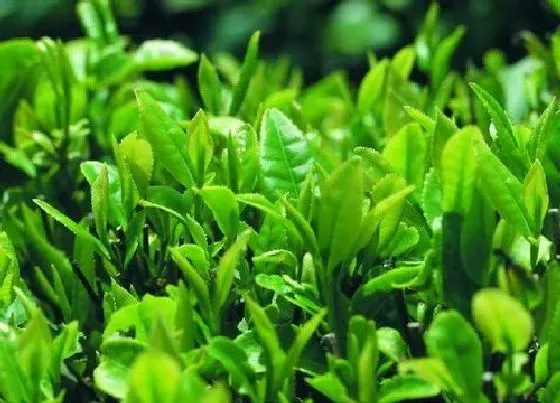 植物百科|茶叶属于什么植物类型