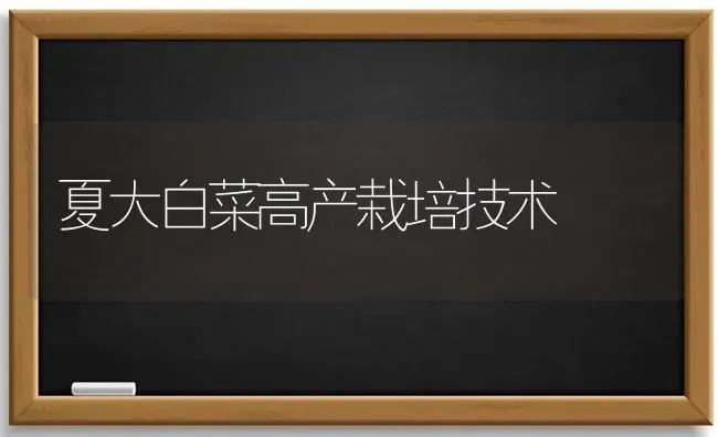 夏大白菜高产栽培技术 | 蔬菜种植