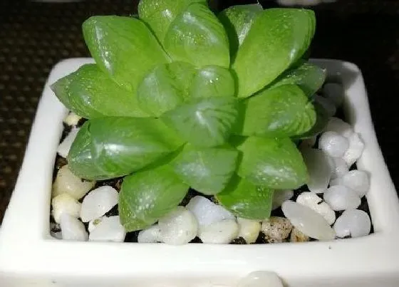 芽部|玉露爆侧芽方法