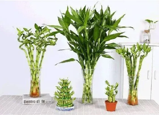 植物种类|喜阴的植物室内有哪些 什么绿植花卉耐阴适合室内养