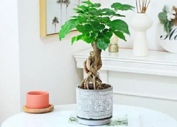植物浇水|绿宝多长时间浇一次水