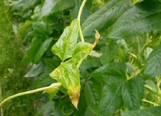 植物病害|豆角花叶病症状及防治方法