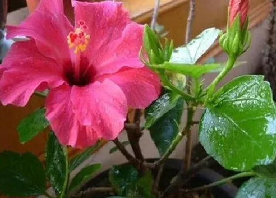 花期|朱槿花期是什么时候