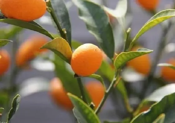 果实科普|盆栽金桔几月开花结果 什么时候开花结果