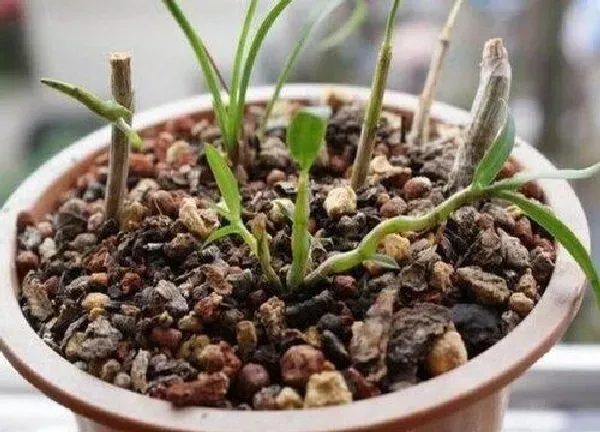 植物扦插|石斛插枝能活吗