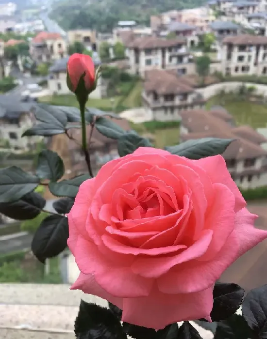 植物百科|花宫娜月季优缺点（灌木花宫娜耐热香味表现好，花期短）