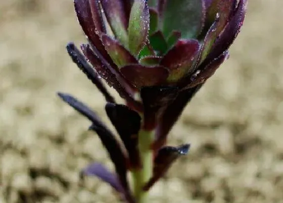 植物修剪|黑法师怎么修剪方法