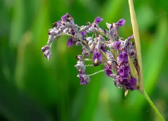 植物毒性|再力花有毒吗 可以放在室内养吗