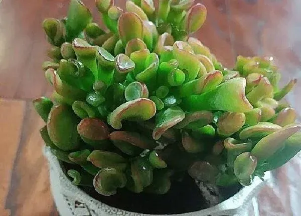 养殖科普|吸财树怕晒吗 怕阳光晒吗