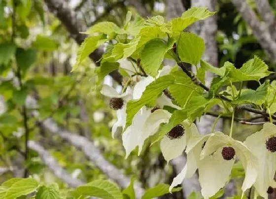 植物百科|鸽子树是什么植物