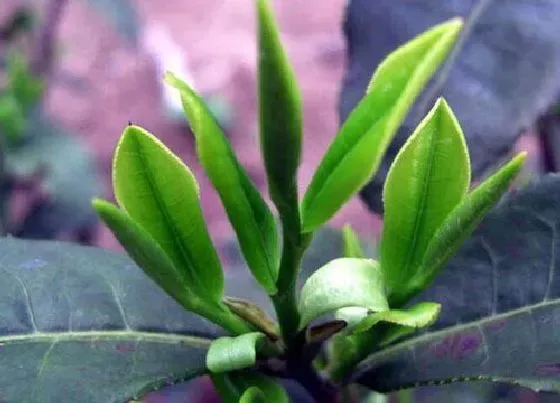 植物百科|茶叶属于什么植物类型