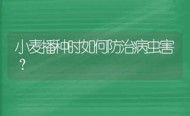 小麦播种时如何防治病虫害？ | 粮油作物种植