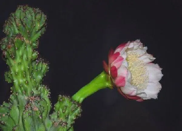 养殖方法|山影花怎么养才能开花多