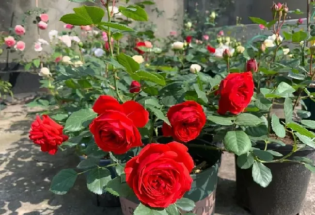 植物种类|又香又勤花又耐热月季（浓香耐晒抗病花期长好养的月季）