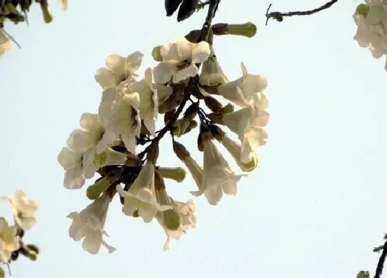 植物香味|梧桐花有香味吗