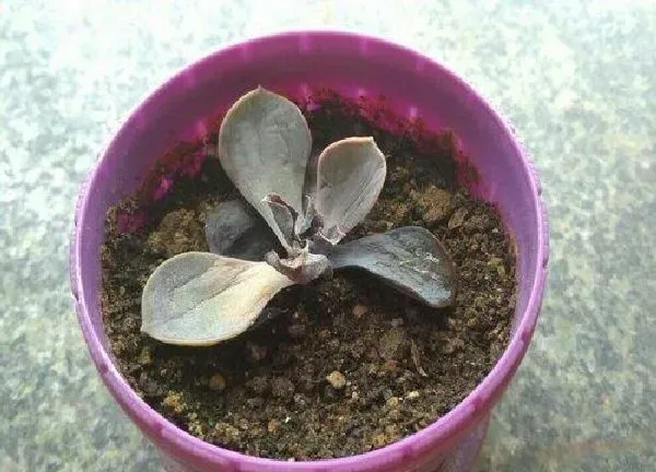 植物扦插|紫珍珠可以叶插吗