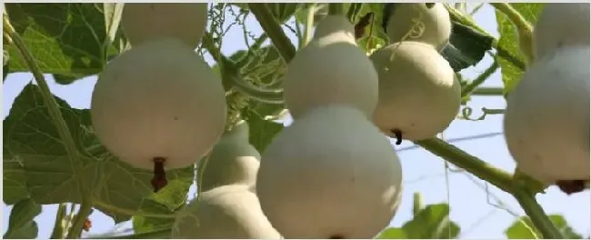 葫芦种植方法 | 种植资料