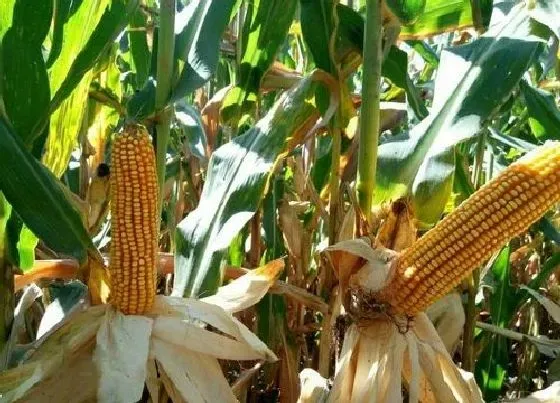 植物价格|2022年粮食大涨会马上就来吗（粮食价格趋势预测分析）