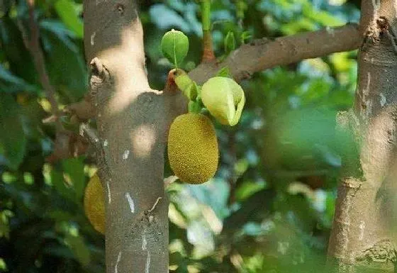果实科普|菠萝蜜几月开花结果 什么时候开花结果