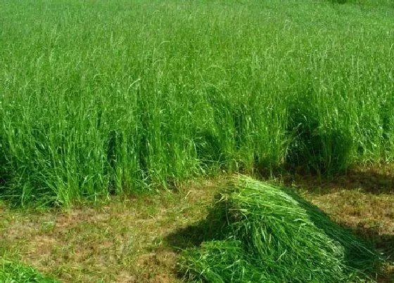 种植管理|黑麦草什么时候种最好，黑麦草种植季节时间和方法）