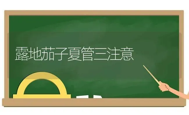 露地茄子夏管三注意 | 蔬菜种植