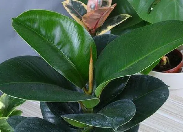 植物浇水|橡皮树浇水的正确方法