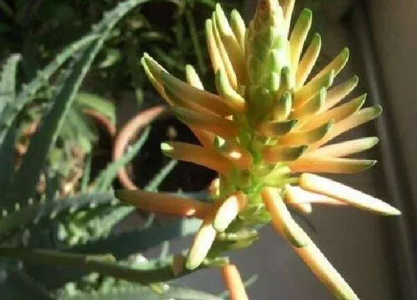 养殖科普|芦荟会开花吗