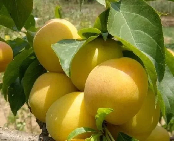果实科普|黄桃几月开花结果 什么时候开花结果