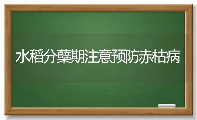 水稻分蘖期注意预防赤枯病 | 粮油作物种植