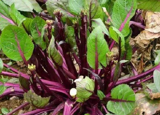 种植方法|花叶苔菜种植时间和方法