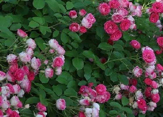 开花时间|胭脂扣一年开几次花 属于多季节开花植物