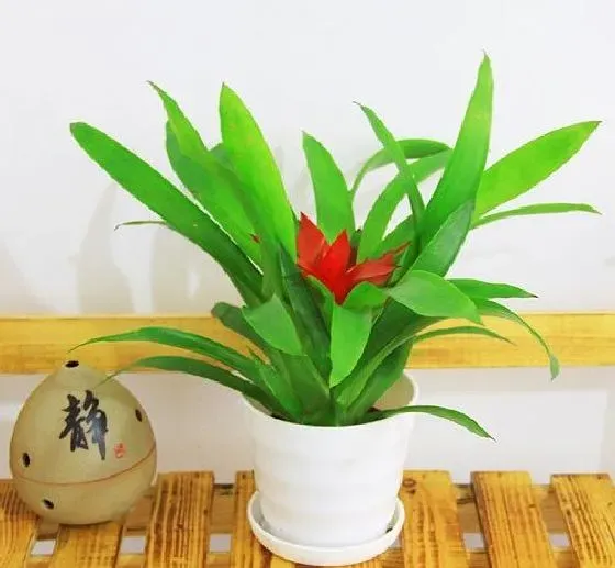 开花时间|丽穗凤梨什么时候开花 开花月份与季节