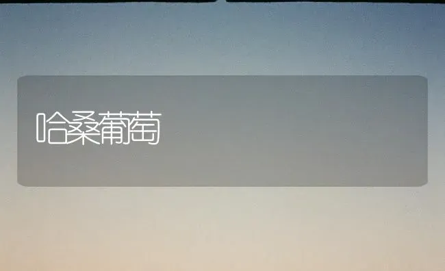 哈桑葡萄 | 瓜果种植