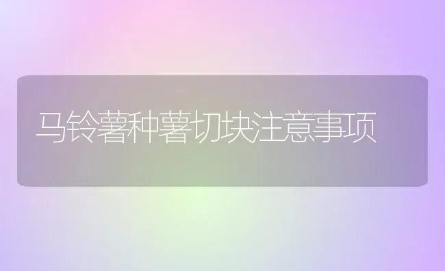 马铃薯种薯切块注意事项 | 粮油作物种植