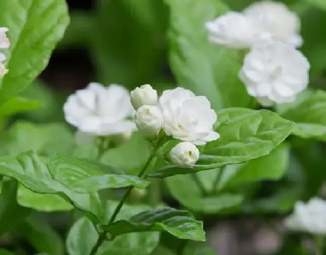 养殖方法|盆栽茉莉怎么养才长得好（怎样养好茉莉花盆景爆盆）