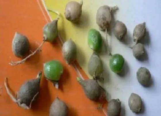 植物百科|万年青有种子吗