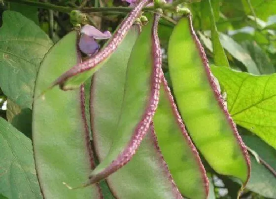 种植管理|绿眉豆的种植方法和时间 什么季节种植最合适