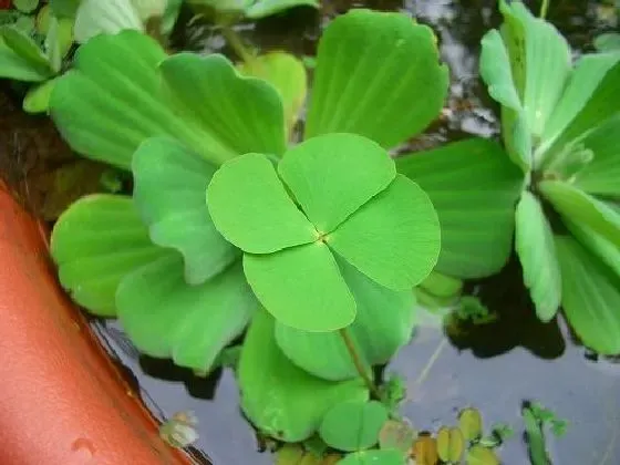 植物百科|蕨类植物有种子吗 种子怎么种植