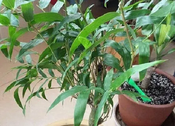 花语|竹树开花什么预兆