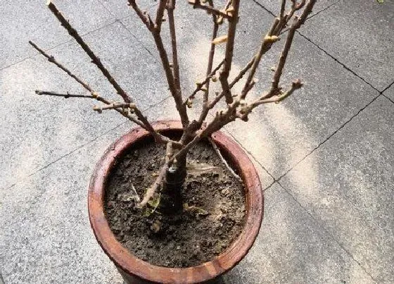 种植土壤|腊梅用什么土栽培最好