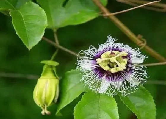 开花时间|百香果多久开花一次